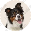 Cancel Pets at Home Flea Subscription - Guide 2026